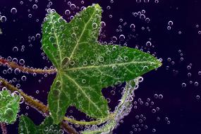 Ivy Underwater