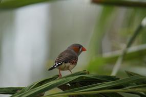 Beautiful and colorful finch bird, with black and white tail, on the green plants