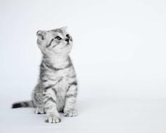 Folded Ears Kittens Short-Haired
