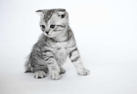 Folded Ears Kittens Short-Haired