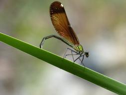 Dragonfly Damselfly Calopteryx