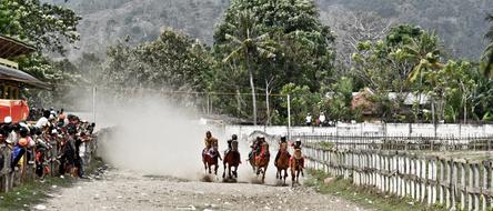 Animals The Race