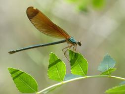 Dragonfly Iridescent Green