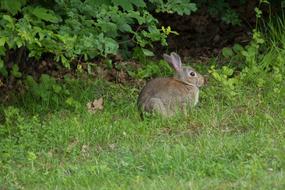 Rabbit green grass