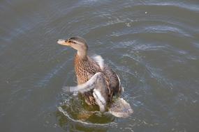 duck is flapping its wings in a pond in a city park