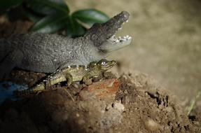 little crocodiles as toys