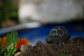 Toys Turtle