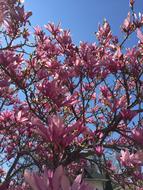 magnolia flowers spring blue background