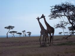 Masai Mara