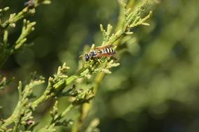 Wasp Insect green leaves