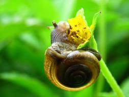 Snail Cute Close Up