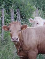 Cow Field