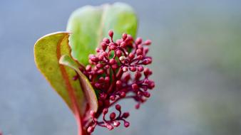 Flowers red green Spring Wallpaper