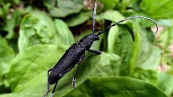 Beetle Barbel
