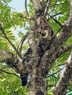 cat stuck in a tree