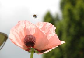 Poppy Flower Hummel Departure