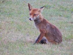 Fuchs Forest Animals Predator
