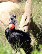 Hornbill Bird in wild