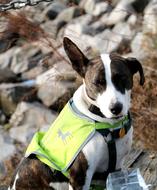 Beautiful and cute, brown and white dog in the lime vest