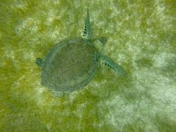 Turtle Mexico Caribbean