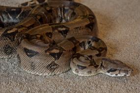 big Boa Snake