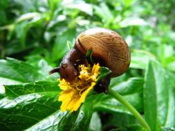 Snail Eating Close up