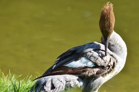 Cute, colorful and beautiful Merganser bird, on the green grass, near the water