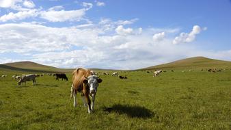 Prairie Herd Blue