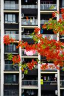 Beautiful red flowers on the branches near the building