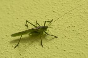 Grasshopper Tettigonia Viridissima on the surface close-up