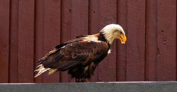 bald eagle in an aviary at the zoo