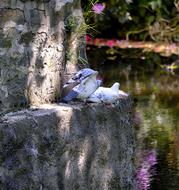 Pigeons white on stones near the water