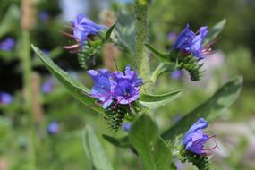 Slangehoved Echium Blue