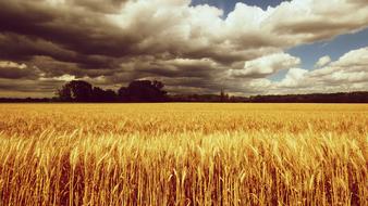 Country Field The Grain