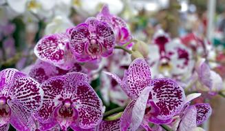 Flowers Purple
