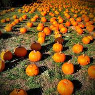 Pumpkin Orange Autumn