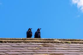 Birds Two Pair roof