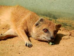 Mongoose Fox Cynictis