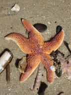 Starfishes on Beach