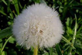 a fluffy dandelion in the green grass