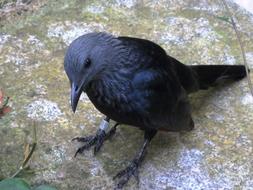 a black raven on a rock a bird