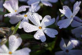 Flowers Rosa White