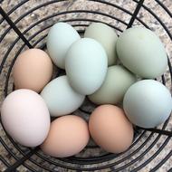 colored eggs in a basket on the ground