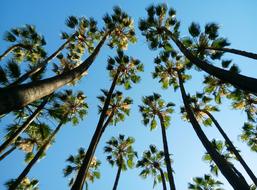 Tropical Palms Malaga Costa Del