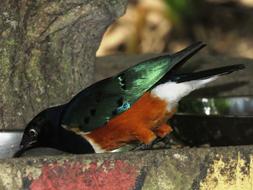 bird with green wings near the poop