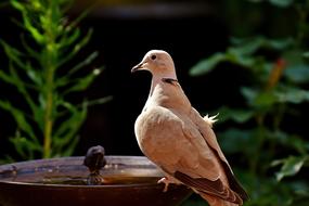 pink Dove Collared Bird