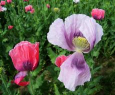flower Cultivars
