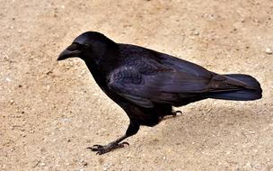 Common Raven black Bird