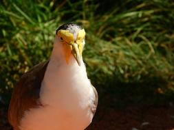 Lapwing Australian Vanellus Miles miles