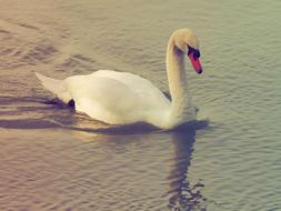 Cute and beautiful, white and grey swan, swimming in the colorful water with ripple